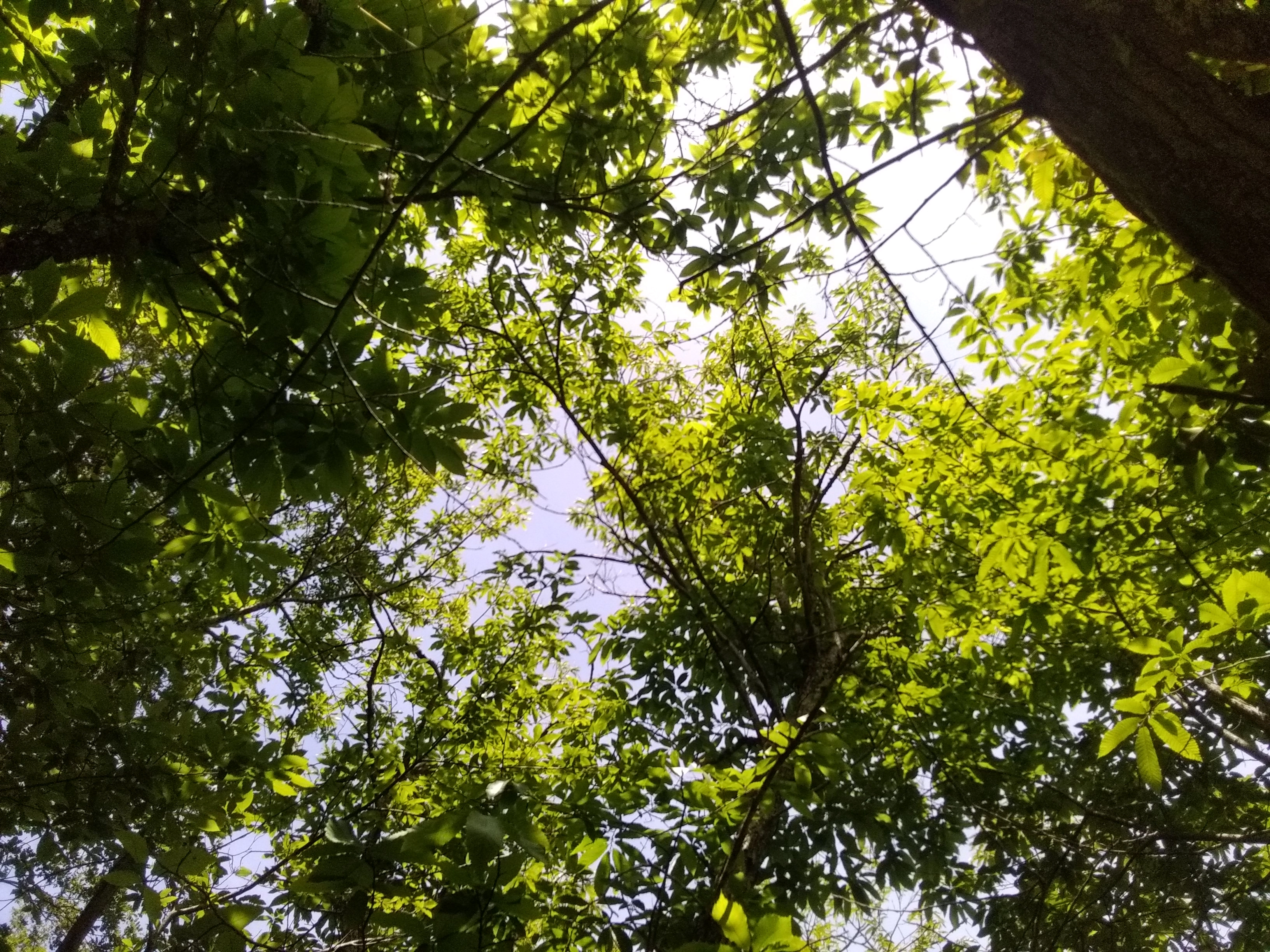 Forêt de châtaigneraies du Pays Saint-Ponais
