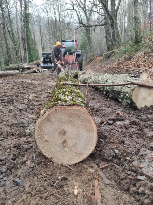 Valorisation du bois de châtaignier