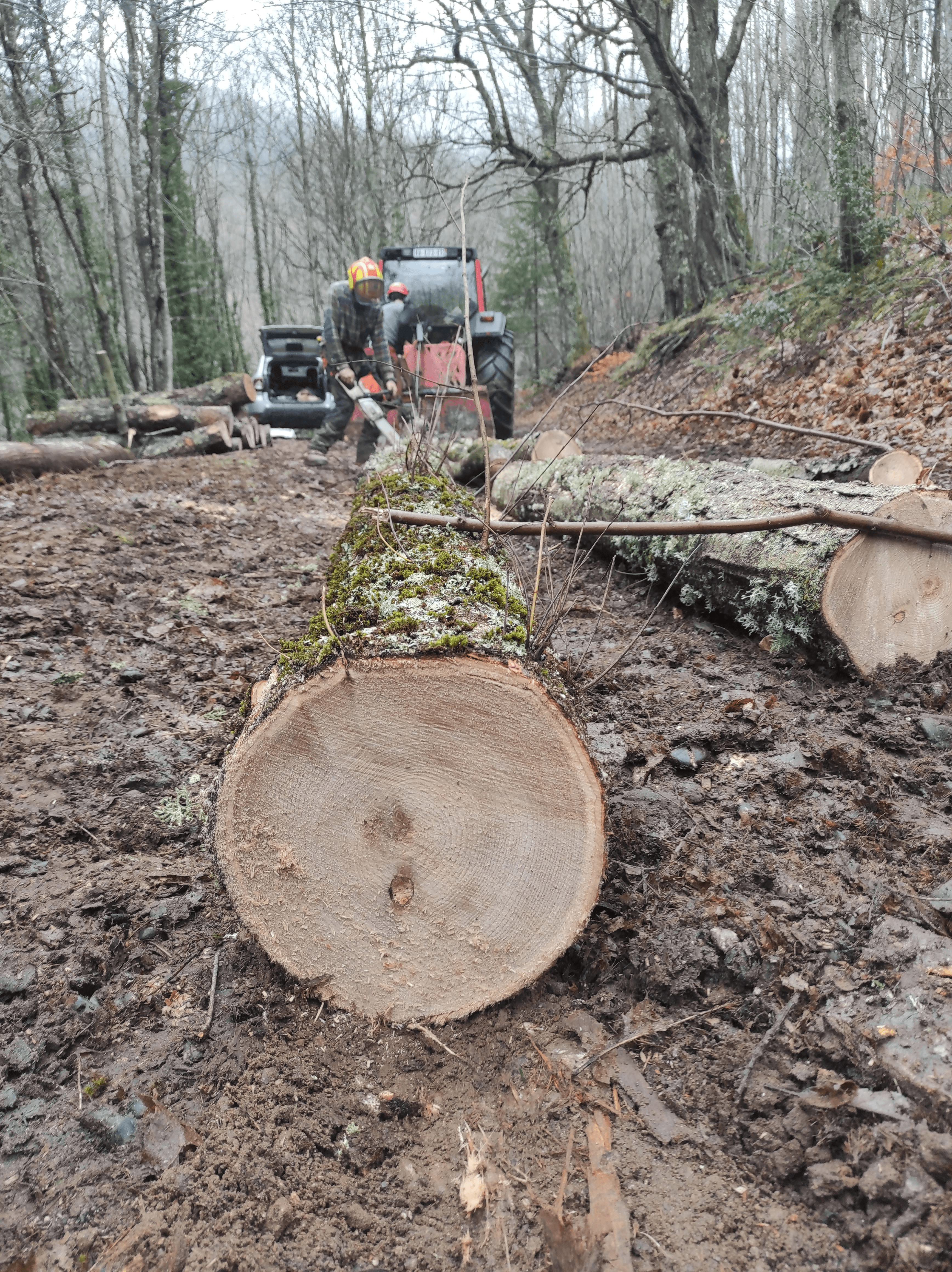 Valorisation du bois de châtaignier