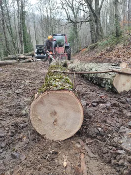 Détail en forêt