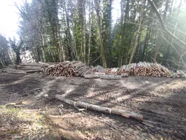 Arbres