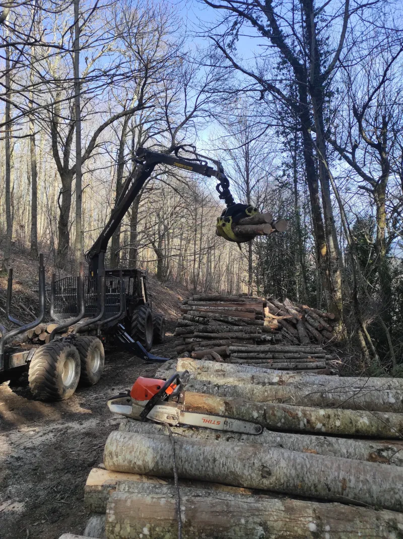 Premier chantier d'éclaircie