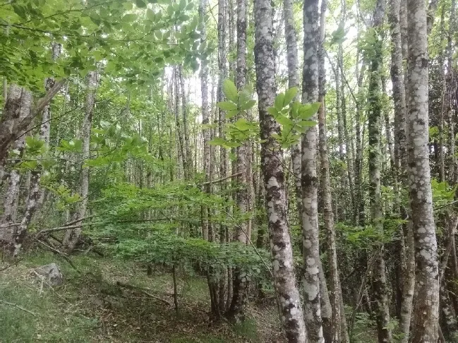 Extrait du PSG - Taillis de châtaignier haut